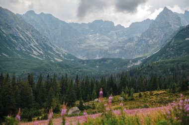 Önünde pembe kır çiçekleri olan manzaralı bir dağ manzarası yoğun çam ormanları ve bulutlu bir gökyüzünün altında engebeli dağlar..