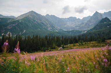 Önplanda mor kır çiçekleri olan manzaralı bir dağ manzarası orta zeminde sık ve yeşil bir orman ve arka planda bulutlu bir gökyüzünün altında engebeli dağlar..