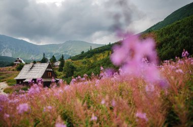 Kırsal ahşap bir kulübe. Etrafı canlı pembe kır çiçekleriyle çevrili. Arkaplanda yeşil tepeler ve bulutlu bir gökyüzü var..