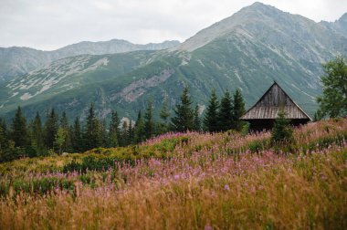 Arka planda çam ağaçları ve dağlarla çevrili kır çiçekleri olan bir çayırda kırsal bir ahşap kulübe..