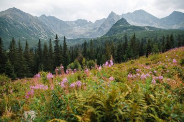 A scenic view of a mountainous landscape featuring lush green forests and vibrant pink wildflowers in the foreground. The mountains in the background are rugged and majestic, under a cloudy sky. clipart