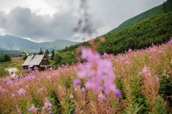 Pembe kır çiçekleriyle çevrili ahşap bir kulübeyle bulutlu bir gökyüzünün altında manzaralı bir dağ manzarası..