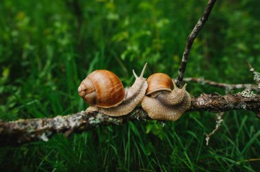 Çimenli bir alanda dalda kahverengi kabuklu iki salyangoz..