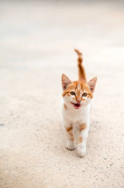 Açık renkli bir yüzey üzerinde neşeli bir ifadeyle kameraya doğru yürüyen neşeli turuncu ve beyaz bir kedi yavrusu..
