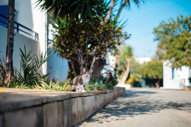 Etrafı yeşillik ve palmiye ağaçlarıyla çevrili taştan bir çıkıntıda oturan bir kedi. Sahne parlak ve güneşli, açık mavi bir gökyüzü ve mesafeye giden bir yol var..