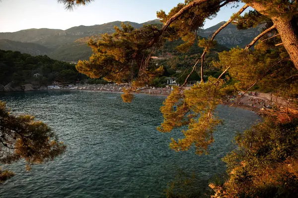 Sakin bir sahil manzarası, kumlu bir plaj, berrak su ve yemyeşil çam ağaçları..