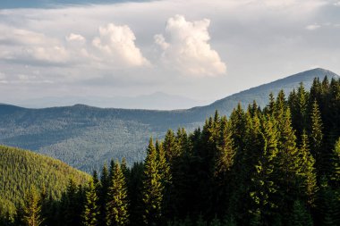 Bereketli yeşil bir ormanın manzarası. Yuvarlanan tepeler ve bulutlu gökyüzü..