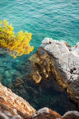 Berrak turkuaz suyu ve çam ağacı olan kayalık bir sahil manzarası..