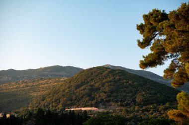 Bereketli yeşil tepelerin manzarası açık mavi gökyüzünün altında çam ağaçlarıyla.