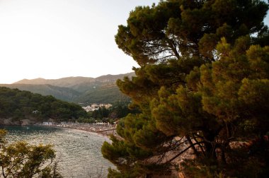 Gün batımında çam ağaçları ve dağlarla kıyı sahili manzarası.