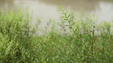 Bulanık arkaplanı olan yemyeşil yeşilliklerin yakın çekimi sükuneti çağrıştırıyor.
