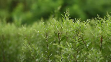 Bulanık doğal arkaplanı olan yemyeşil yaprakların yakın çekimi.
