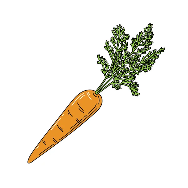 Векторная Иллюстрация Морковью Изолированные Белом — стоковый вектор