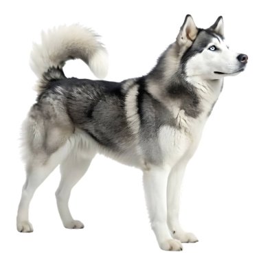 Alaska Malamute Köpek Yüksek Çözünürlüklü Görüntü