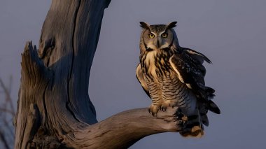 Eurasian eagle owl perched on a branch clipart