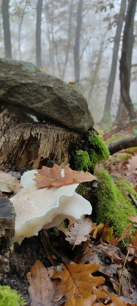 A white oyster mushroom stands tall on a decaying tree stump, embodying the cycle of life and death in the natural landscape of the forest biome