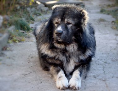 Büyük köpek Kafkas Çoban Köpeği