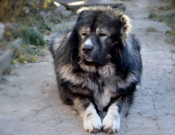 Big Dog Caucasian Shepherd Dog — Stock Photo, Image