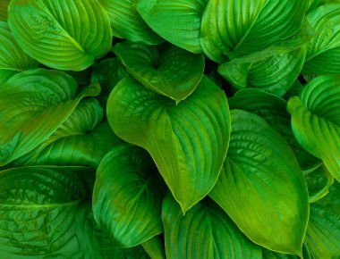 Hosta yapraklarının yeşil arkaplanı