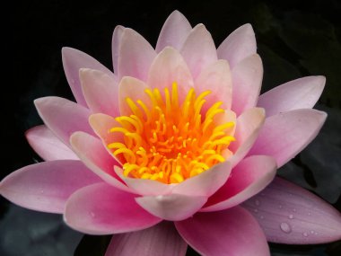 Nemfoman, göldeki pembe su zambağı.