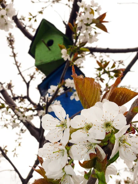 Wiosna Kwiaty Wiśni Domki Dla Ptaków — Zdjęcie stockowe