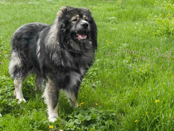 緑の芝生にオオカミ狩り大きな犬を飼っています — ストック写真