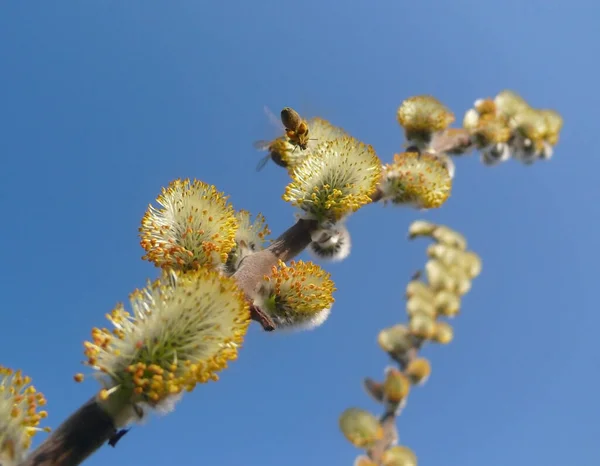 Bahar Arısı Söğüt Çiçeğinin Üzerinden Uçar Lkbaharda Mavi Gökyüzü Arısı — Stok fotoğraf