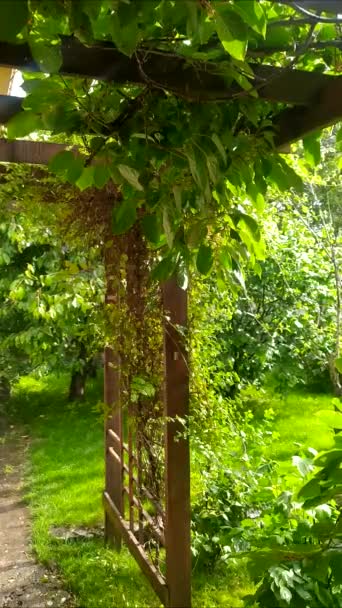 Tiempo Lluvia Verano Jardín Jardín Verde Lluvia Gotas Agua Melaza — Vídeo de stock