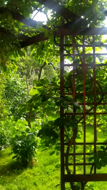 정원의 내리는 떨어지는 잔디밭 — 비디오