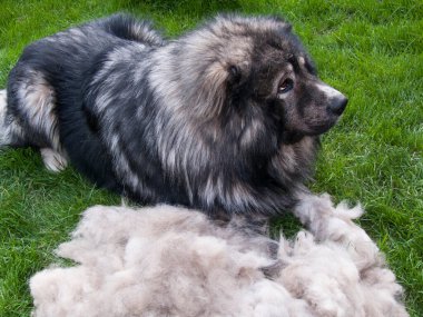 Köpek bakımı, palto taraması, beyaz çoban köpeği, saç bakımı, saç bakımı, köpek kılı, yün, manto.