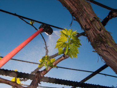 Hastalıklardan, spreylemeden, ilk tedaviden, küften, oidiumdan üzümlerin bahar tedavisi