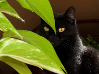 Kapalı alandaki bitkilerin yeşilliklerinde yeşil gözlü siyah kedi, koyu renk bir anahtar görüntüsü var, görüntü özellikle karartılmış.,