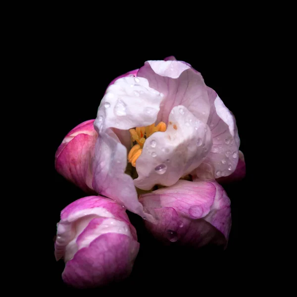 Elma çiçeği, narin beyaz-pembe siyah arka planda, siyah izole