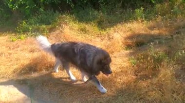 Tasmalı bir köpekle yürümek, doğada, eski toprak yol, vahşi doğa, yaşam tarzı, Kafkas çoban köpeği, büyük köpek