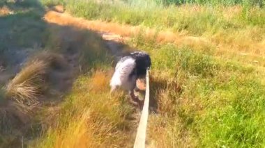Tasmalı bir köpekle yürümek, doğada, eski toprak yol, vahşi doğa, yaşam tarzı, Kafkas çoban köpeği, büyük köpek