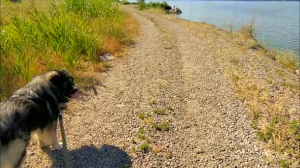 犬と一緒に歩く 自然の中で 古い汚れた道 野生の自然 ライフスタイル 慎重な羊飼いの犬 川岸に沿って歩く大きな犬 ドニーパー ウクライナ ジョロゾヒ — ストック動画