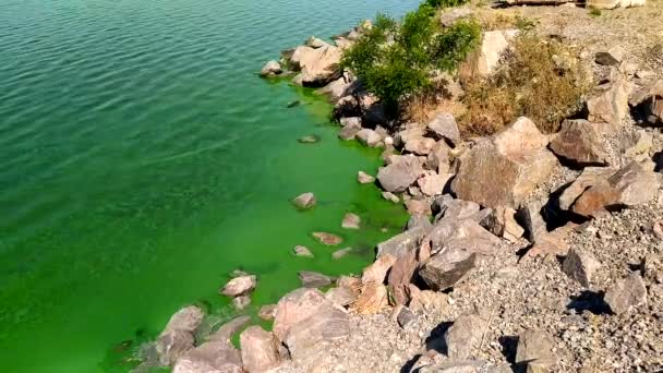 緑の水 藻類が川に咲き 生態系 酸素の欠如 魚が殺される — ストック動画