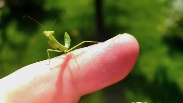 Pequeña Mantis Religiosa Verde Bailando Dedo Fondo Verde Macro — Vídeo de stock
