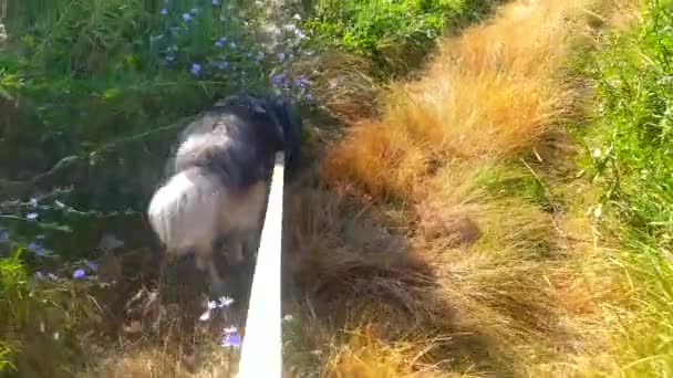 Spaziergang Mit Hund Der Leine Der Natur Alte Feldwege Wilde — Stockvideo