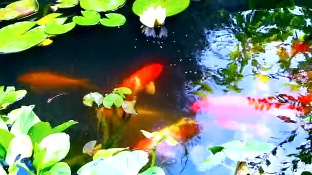 Koi Pontyok Úszni Egy Tiszta Víz Színes Hal Zen Pihentető — Stock videók