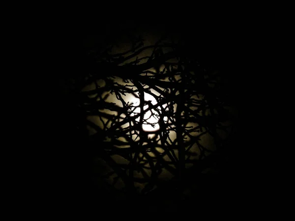 Night Full Moon Shines Branches — Stock Photo, Image