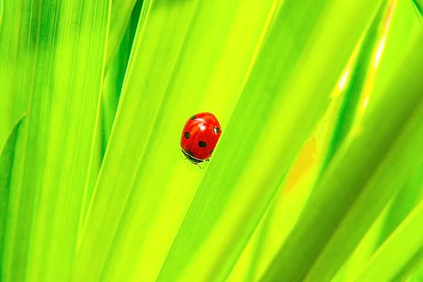 亮绿色背景的瓢虫 — 图库照片
