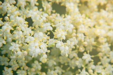 Mürver böğürtlenine yakın çekim. Küçük beyaz çiçekler yemyeşil şemsiyeler içinde toplanarak hafiflik ve havalanma izlenimi yaratırlar. Güneş ışığı onların güzelliğini ve şefkatini vurgular..