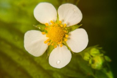 Yeşil yaprakların arka planına karşı narin çilek çiçekleri. Sarı pullu beyaz yapraklar çok taze ve çekici görünüyor..