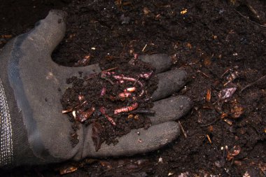 Fotoğraf, organik gübreyi solucanlarla tutan eldivenli bir eli gösteriyor. Karanlık, besin zengini toprak görünür bitki kalıntıları ve etkin solucanlar..