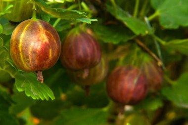 Fotoğrafta bektaşi üzümleri organik tarım kullanarak evde yetişiyor. Böğürtlenlerin karakteristik bir şekli, rengi ve çizgili dokusu vardır. Olgun ve sulu görünüyorlar..