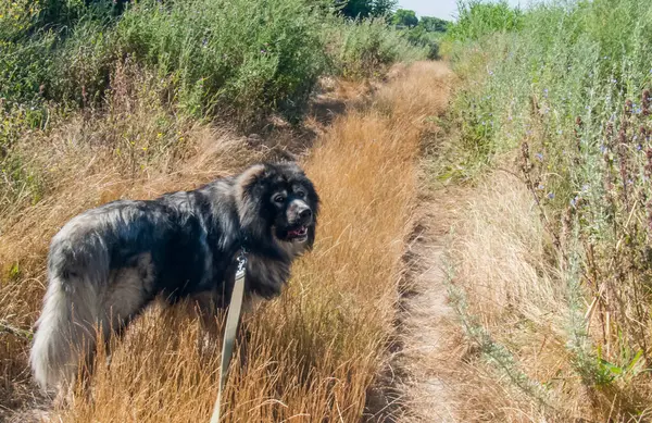 Fotoğraf, uzun otların arasında bir patikada beyaz bir çoban köpeğini gösteriyor. Köpek sakince kameraya bakarak duruyor. Arka planda, yol yokuş yukarı gidiyor..