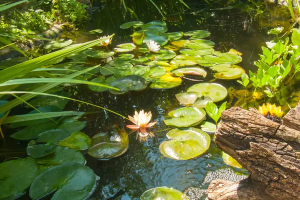 Fotoğrafta nilüferli bir gölet var. Yeşil nilüferlerin arasında narin pembe ve beyaz çiçekler açar..