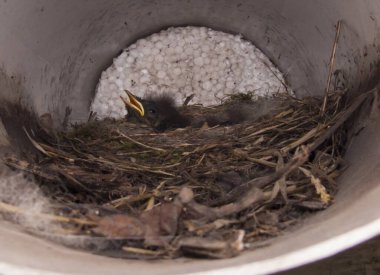 The photo shows a black redstart chick in a nest in a ventilation pipe. Wild birds in the city coexist with people. clipart