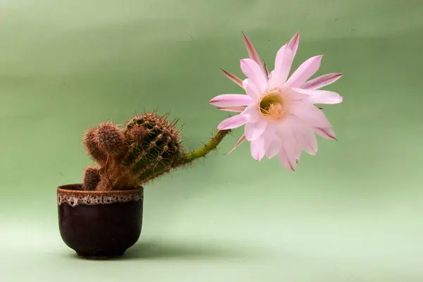 Fotoğrafta tencerede çiçek açan bir kaktüs var. Yeşil arka planda narin pembe bir çiçek.